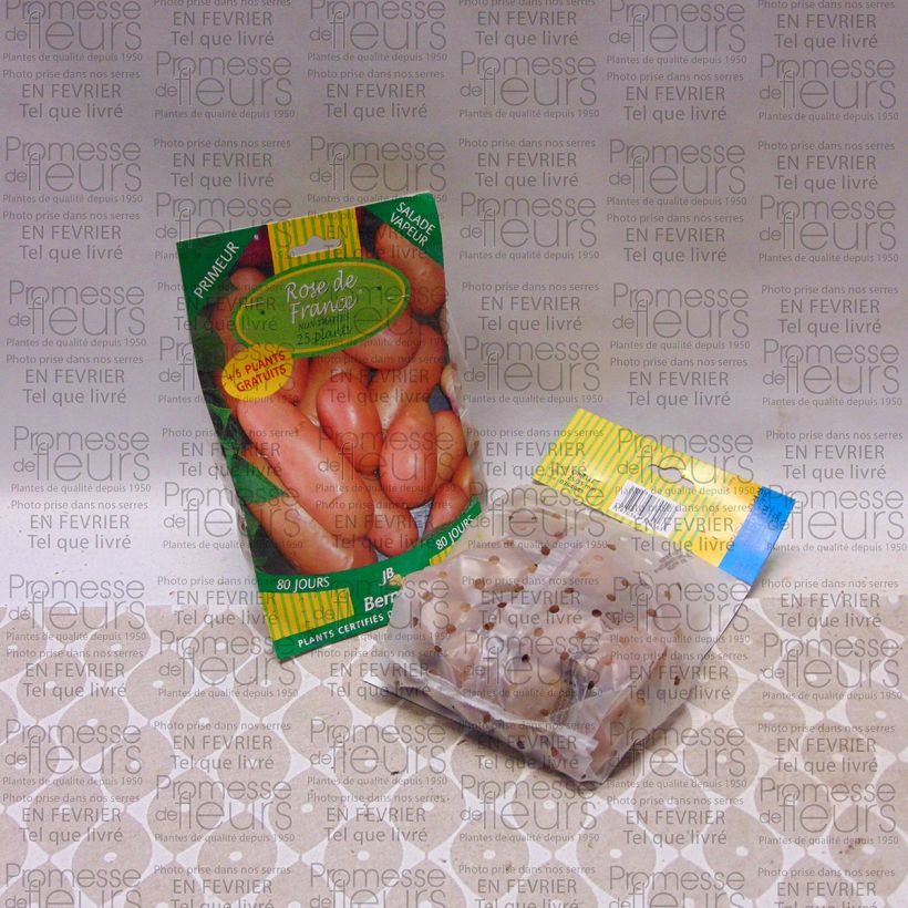 Example of Potatoes French Rose (Cirielle) Bag of 25 plants size 25/35 mm specimen as delivered