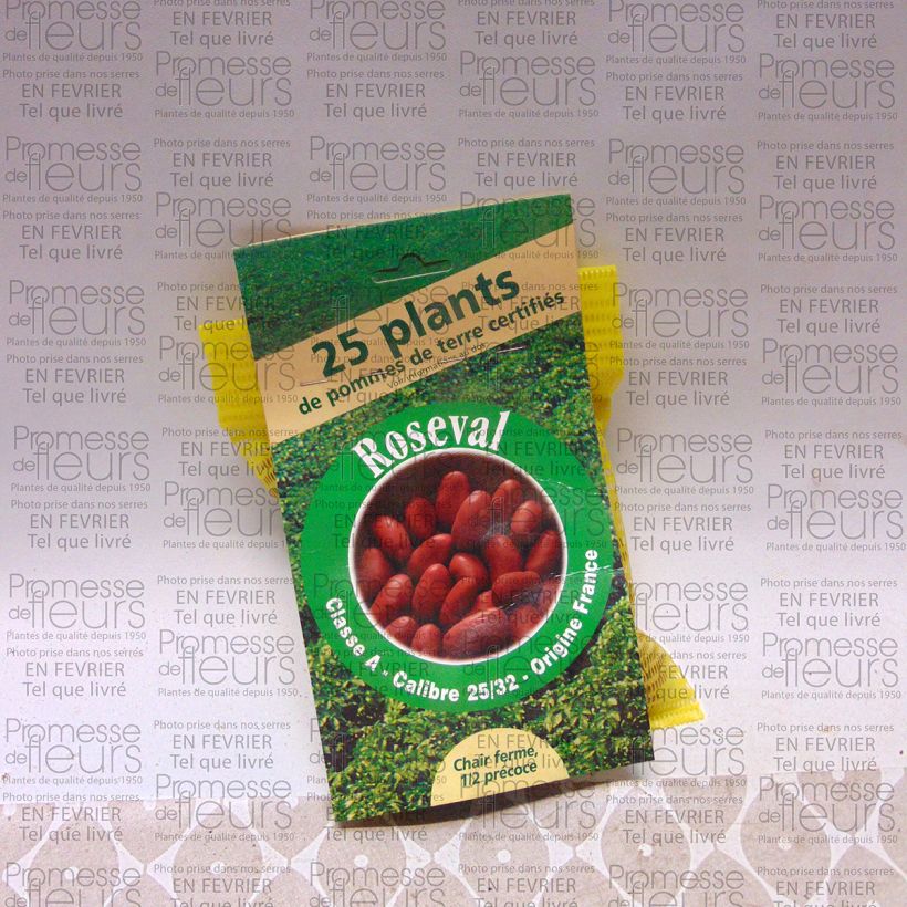Example of Potatoes Red Roseval Bag of 25 plants size 25/32 mm specimen as delivered