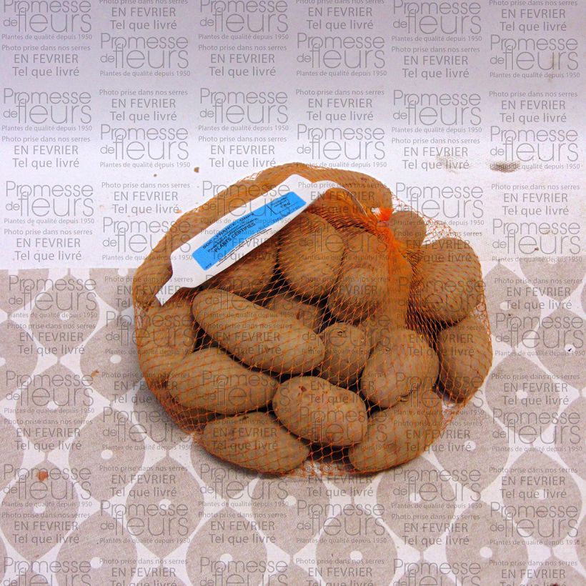 Example of Potatoes Red Roseval Each size 25/32 mm specimen as delivered