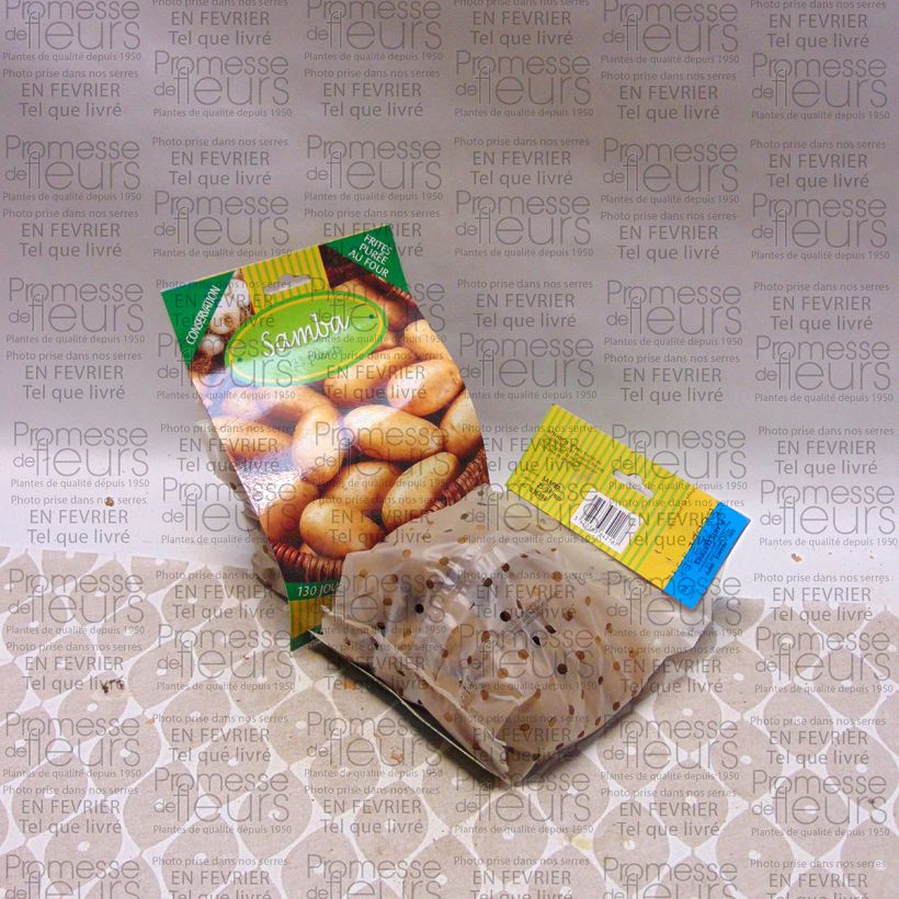 Example of Potatoes Samba Bag of 25 plants size 25/35 mm specimen as delivered