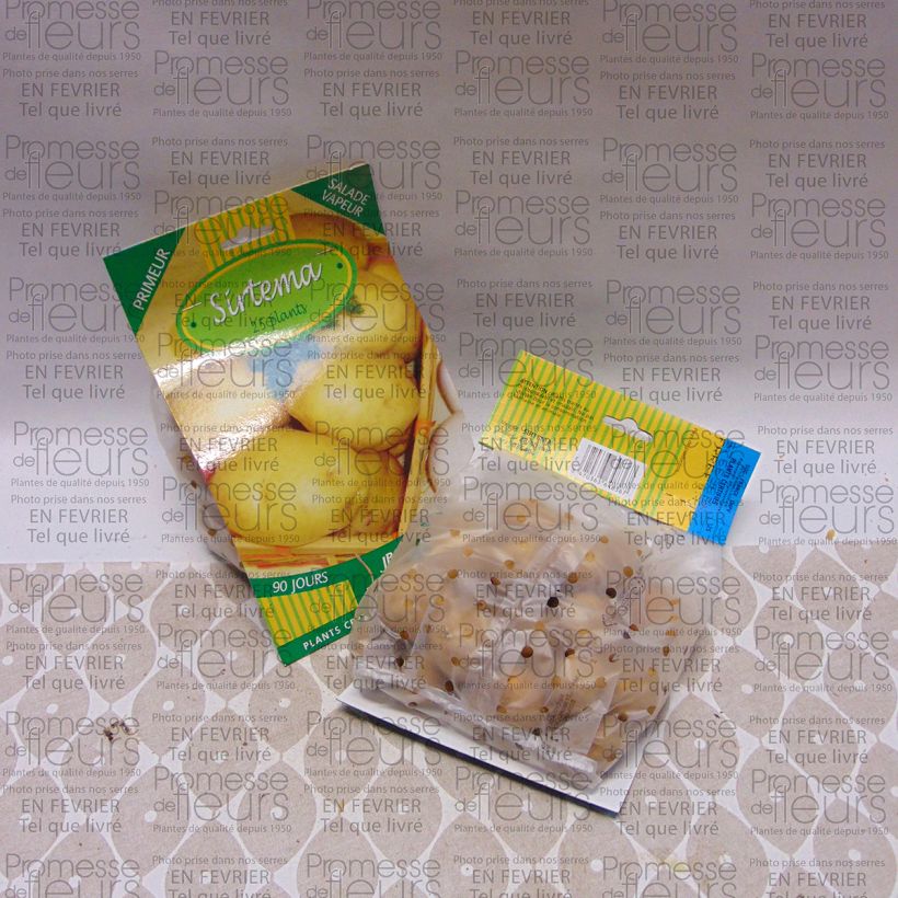 Example of Potatoes Sirtema Bag of 25 plants size 28/40 mm specimen as delivered