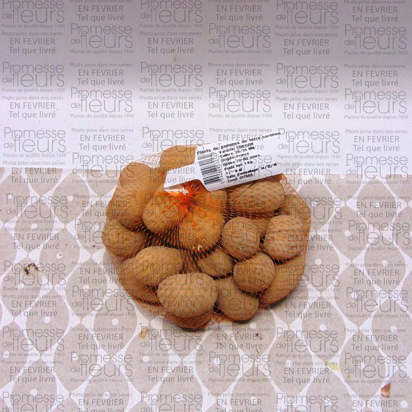 Example of Potatoes Tresor Each size 28/35 mm specimen as delivered