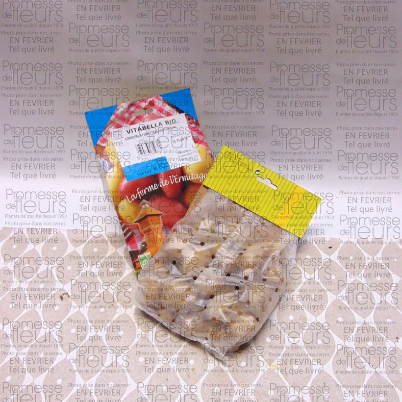 Example of Organic Potatoes Vitabella Bag of 25 plants size 28/45 mm specimen as delivered