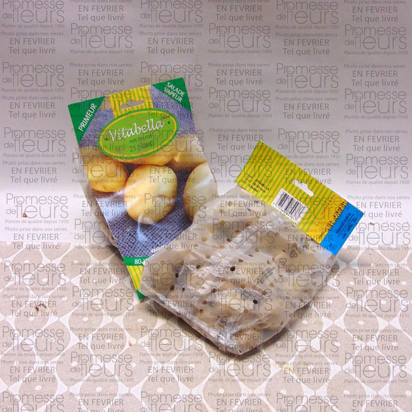 Example of Potatoes Vitabella Bag of 25 plants size 28/35 mm specimen as delivered