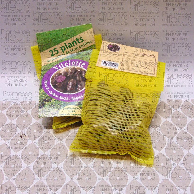 Example of Potatoes Vitelotte Bag of 25 plants size 25/32 mm specimen as delivered