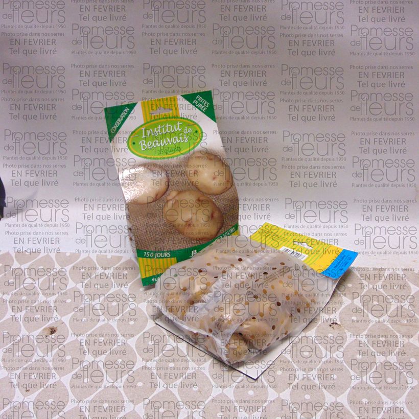 Example of Potatoes Institut de Beauvais Bag of 25 plants size 28/35 mm specimen as delivered