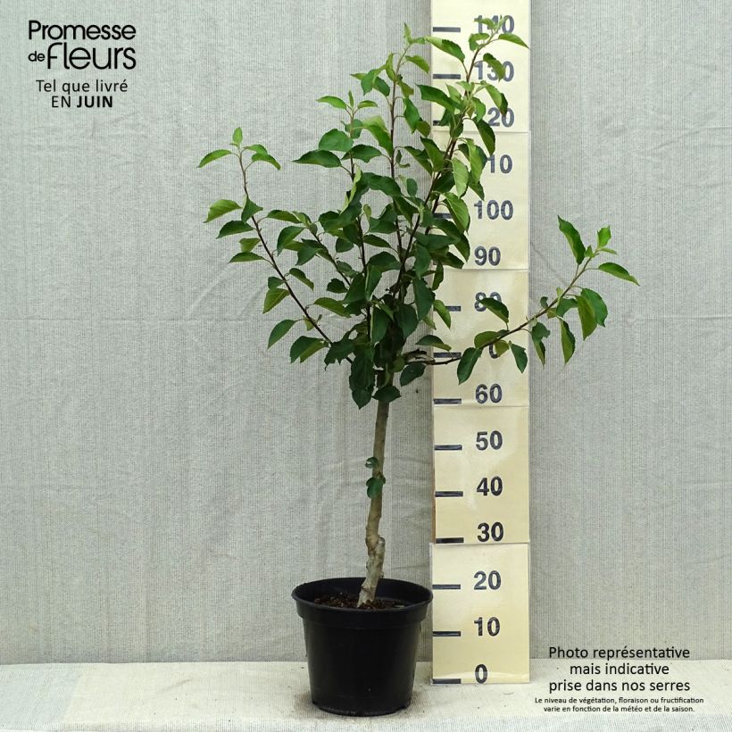 Apple Tree Ariane - Malus domestica 7.5L/10L pot, Goblet sample as delivered in summer