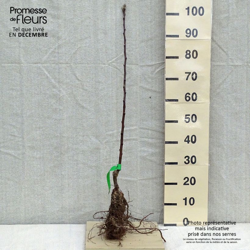 Organic Apple Tree Astrakhan Rouge - Malus domestica Bare root, Scion sample as delivered in winter