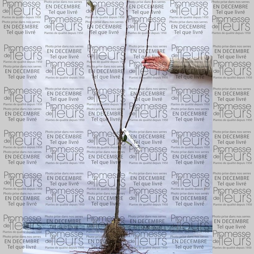Example of Apple Tree Belle de Boskoop - Malus domestica Bare root, Goblet specimen as delivered