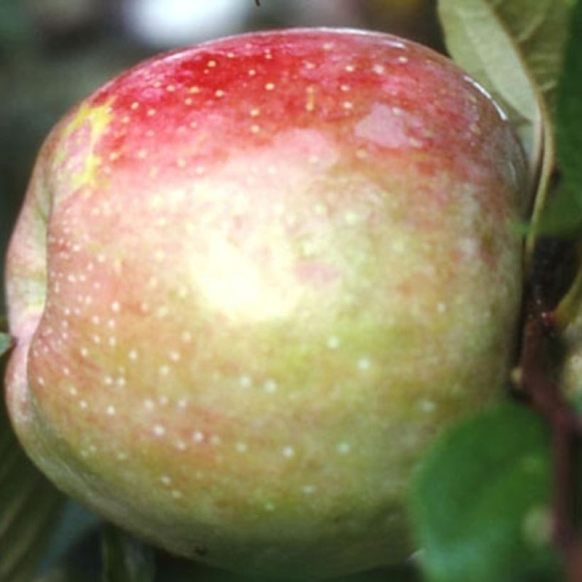 Organic Apple Tree Belle de Boskoop - Malus domestica (Harvest)
