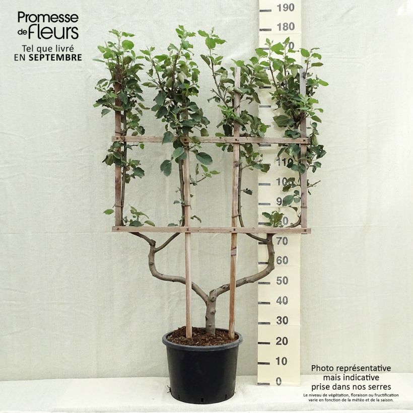 Apple Tree Belle de Boskoop - Malus domestica 7.5L/10L pot, Double u-shaped espalier sample as delivered in autumn