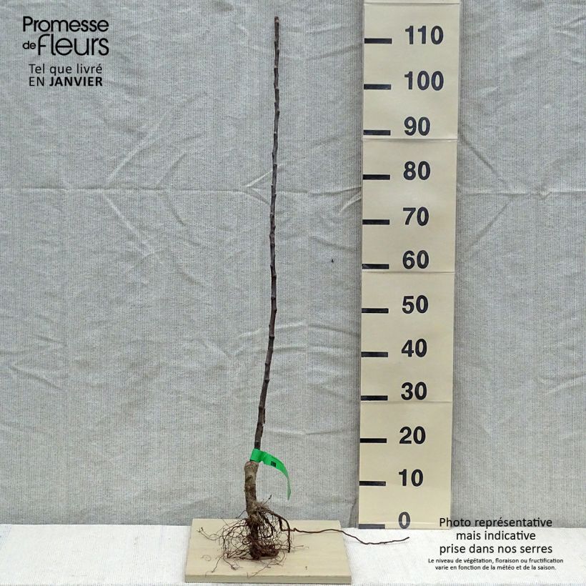 Apple Tree Bénédictin - Malus domestica Bare root, Scion sample as delivered in winter