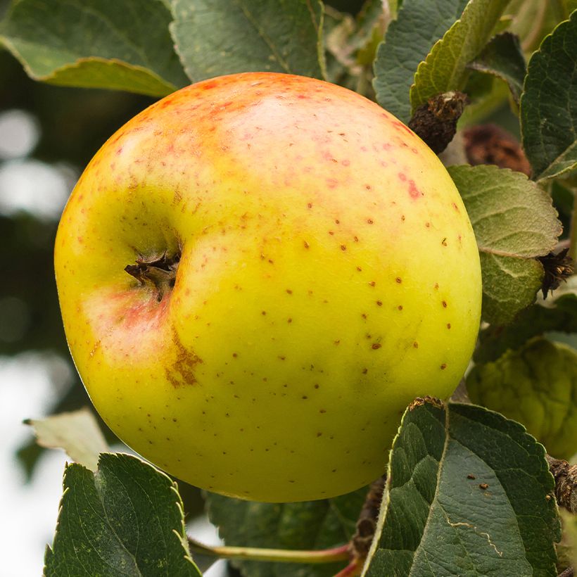 Apple Tree Bonne Hotture - Malus domestica (Harvest)