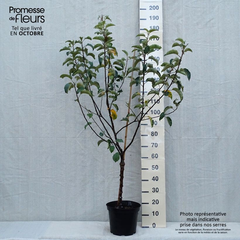 Apple Tree Calville Rouge d'Hiver - Malus domestica 7.5L/10L pot, Goblet sample as delivered in autumn