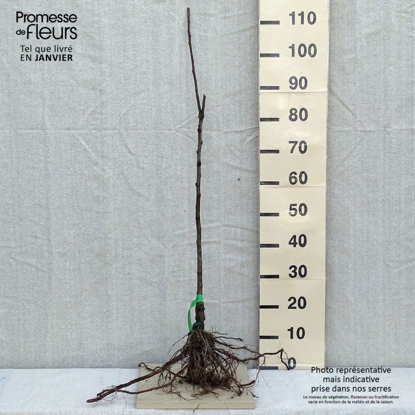 Organic Apple Tree Chailleux - Malus domestica Bare root, Scion sample as delivered in winter