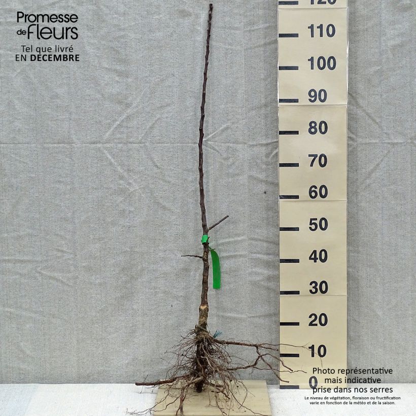 Apple Tree Chataignier - Malus domestica Bare root, Scion sample as delivered in winter