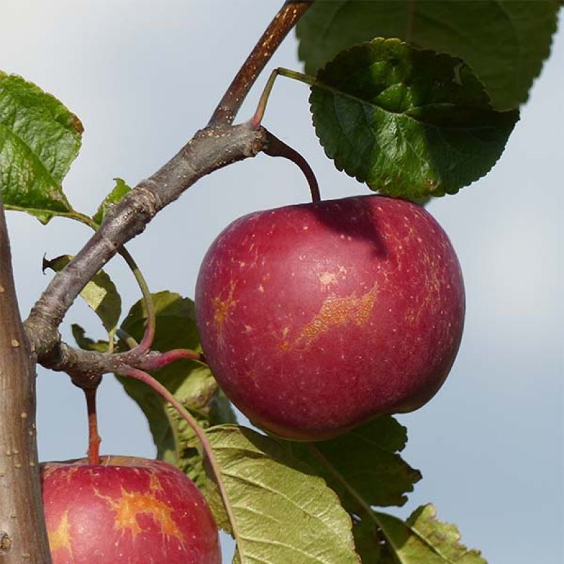 Apple Tree Choupette - Malus domestica (Harvest)