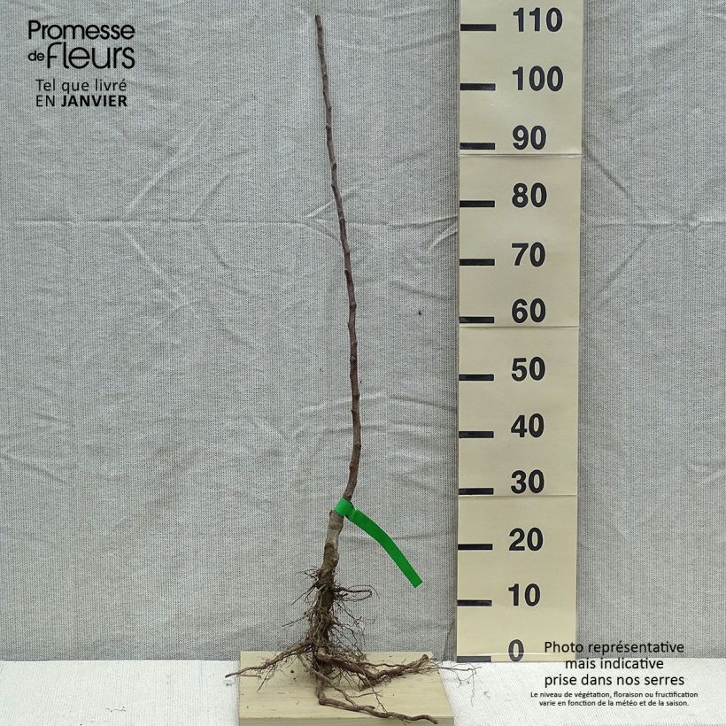 Organic Apple Tree Court Pendu - Malus domestica sample as delivered in winter