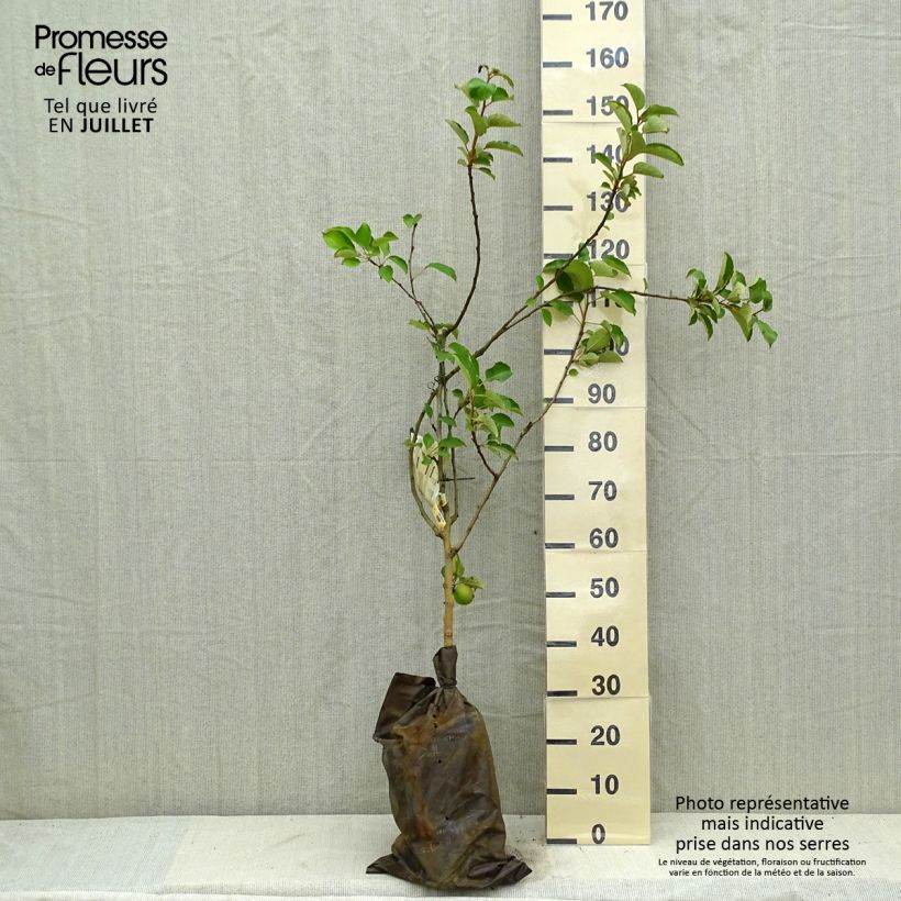Apple Tree Court Pendu - Malus domestica Ready-to-plant root ball, Goblet sample as delivered in summer