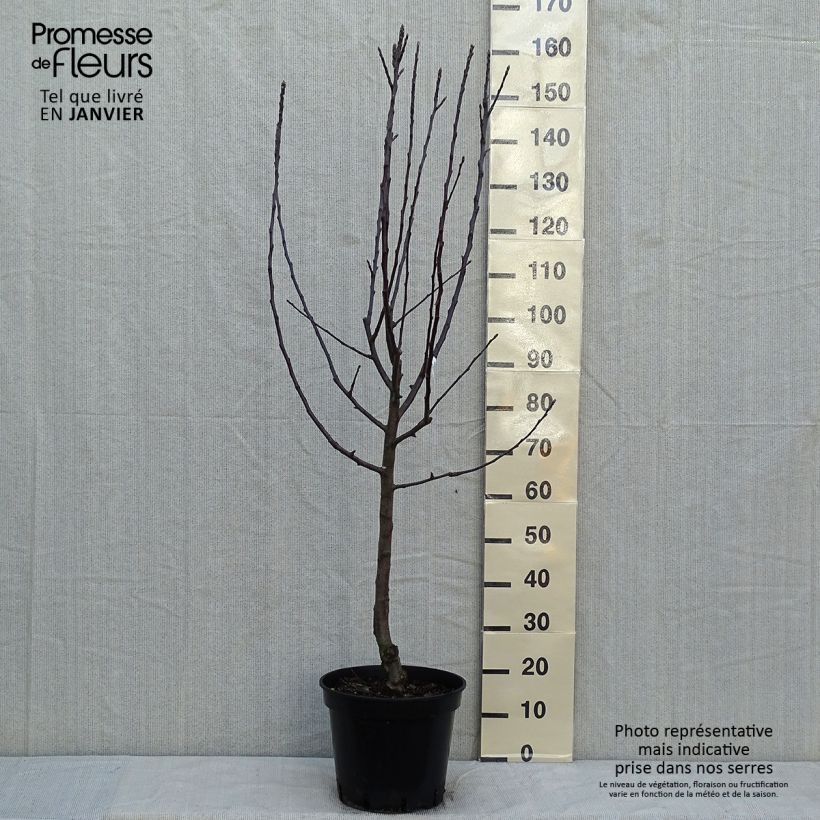 Apple Tree Cox's Orange Pippin - Malus domestica 7.5L/10L pot, Goblet sample as delivered in winter
