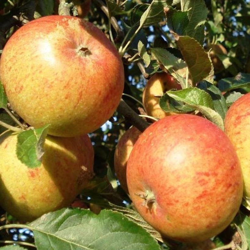 Organic Apple Tree Cox's Orange Pippin - Malus domestica (Harvest)