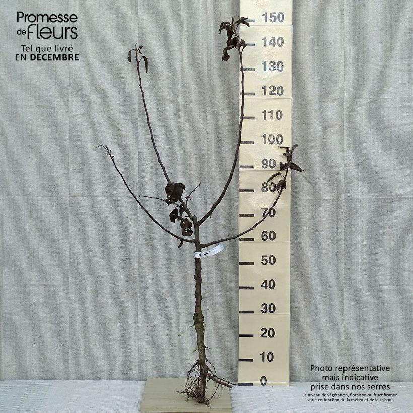 Apple Tree Double Belle Fleur - Malus domestica Bare root, Goblet sample as delivered in winter