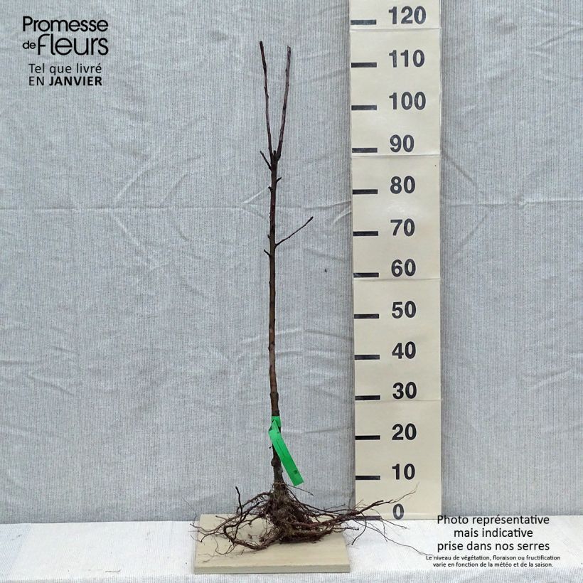 Apple Tree Elstar - Malus domestica Bare root, Scion sample as delivered in winter