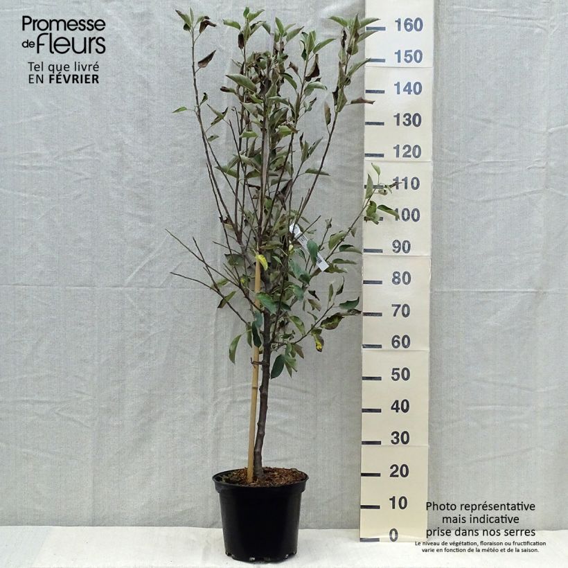 Apple Tree Elstar - Malus domestica 7.5L/10L pot, Goblet sample as delivered in autumn