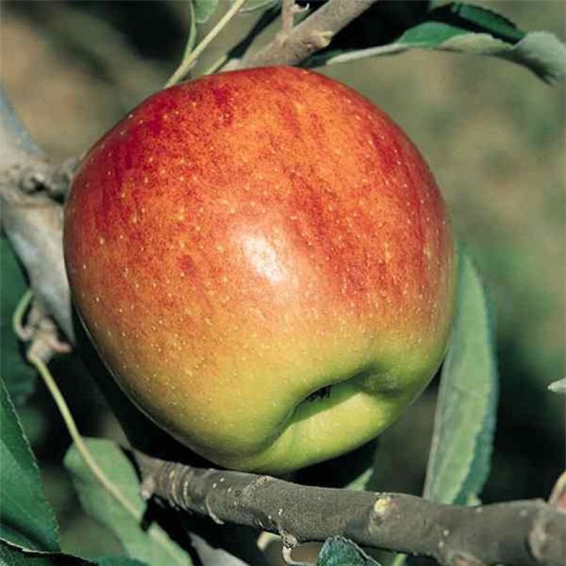 Apple Tree Fuji - Malus domestica (Harvest)