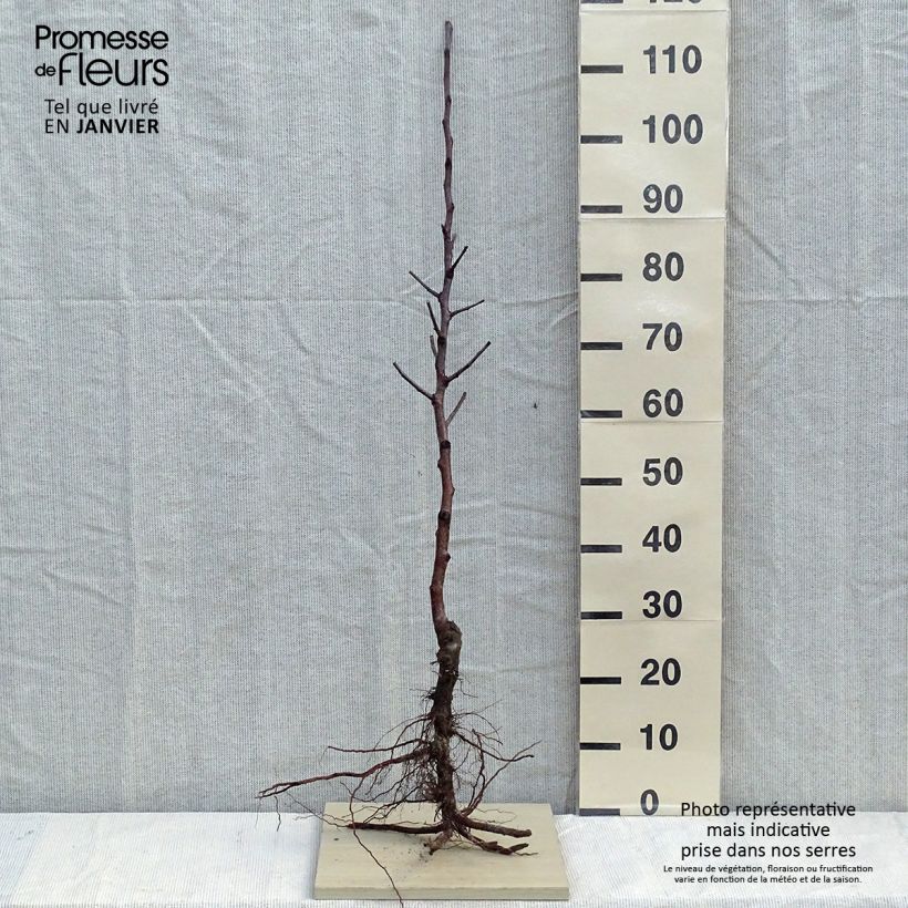 Apple Tree Fuji - Malus domestica Bare root, Scion sample as delivered in winter