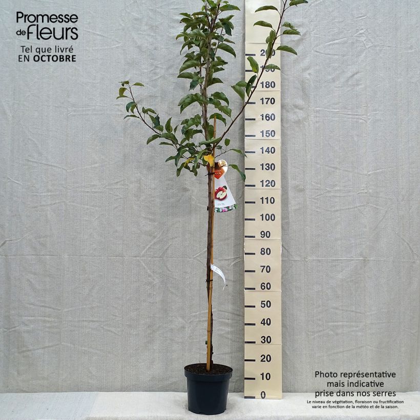Apple Tree Gala - Malus domestica 7.5L/10L pot, Half standard sample as delivered in autumn