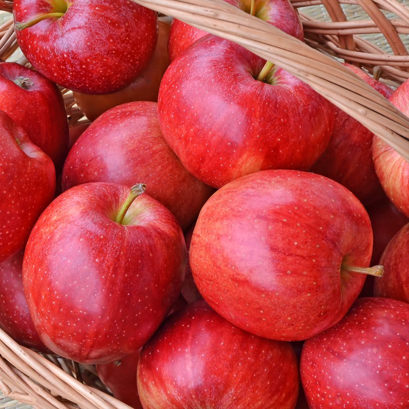 Apple Tree Gala - Malus domestica (Harvest)