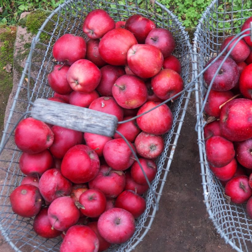 Apple Tree Gloster - Malus domestica (Harvest)