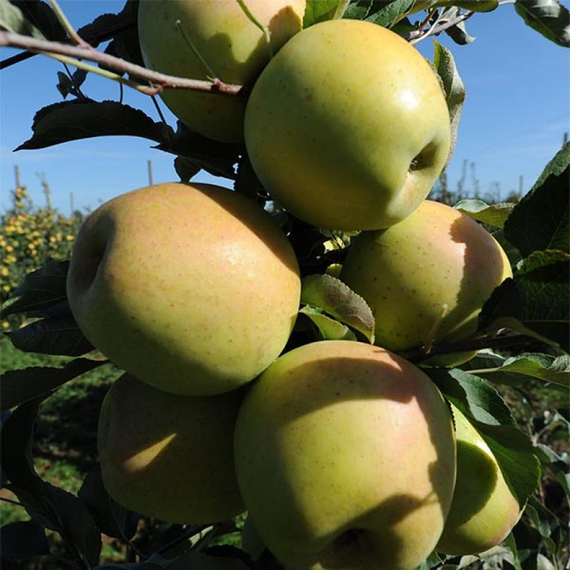 Apple Tree Golchard - Malus domestica (Harvest)