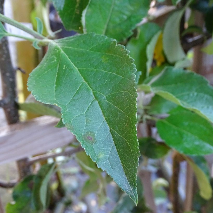 Malus domestica Golden Delicious - Golden Delicious Apple (Foliage)