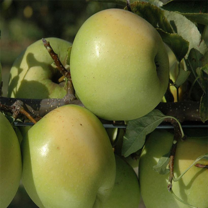 Malus domestica Golden Delicious - Golden Delicious Apple (Harvest)