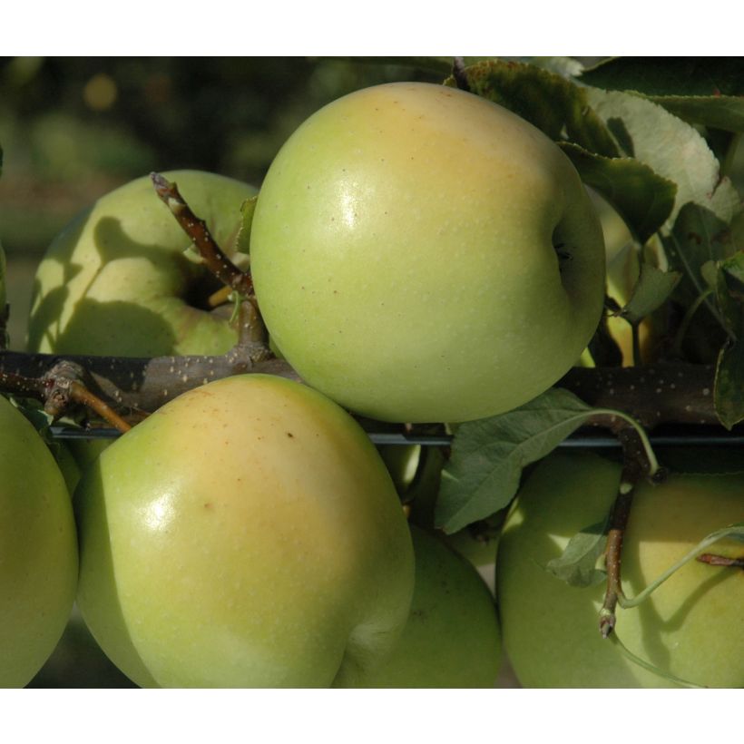 Apple Tree Golden Delicious - Malus domestica (Harvest)