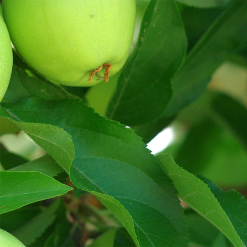Apple Tree Granny Smith - Malus domestica (Foliage)