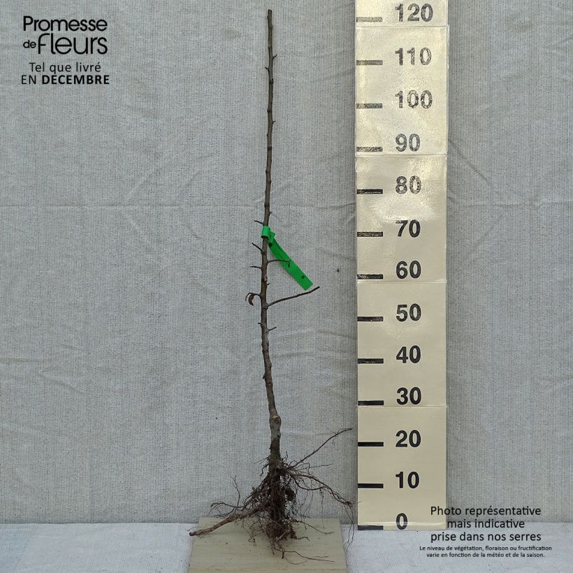 Apple Tree Granny Smith - Malus domestica Bare root, Scion sample as delivered in winter