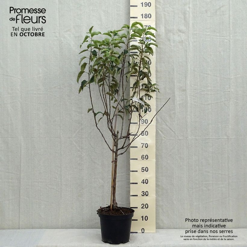 Apple Tree Granny Smith - Malus domestica 7.5L/10L pot, Goblet sample as delivered in autumn
