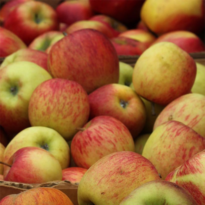 Apple Tree Gravenstein - Malus domestica (Harvest)