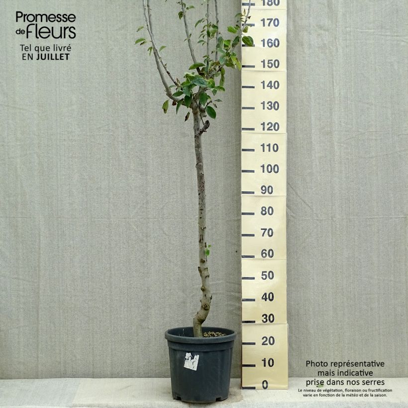 Apple Tree Jonagold - Malus domestica 7.5L/10L pot, Half standard sample as delivered in summer