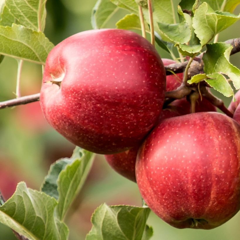Apple Tree Jumbo Hanners - Malus domestica (Harvest)