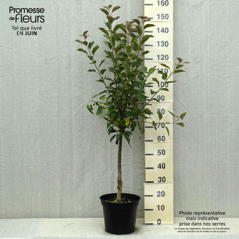 Apple Tree Maggy - Malus domestica 7.5L/10L pot, Goblet sample as delivered in summer