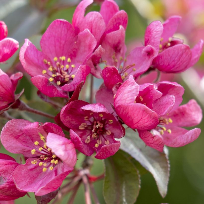 Malus Apollo - Crab Apple (Flowering)