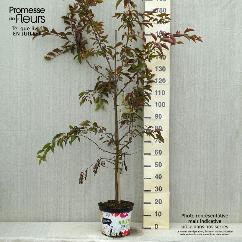 Malus Diable Rouge 7.5L/10L pot sample as delivered in summer