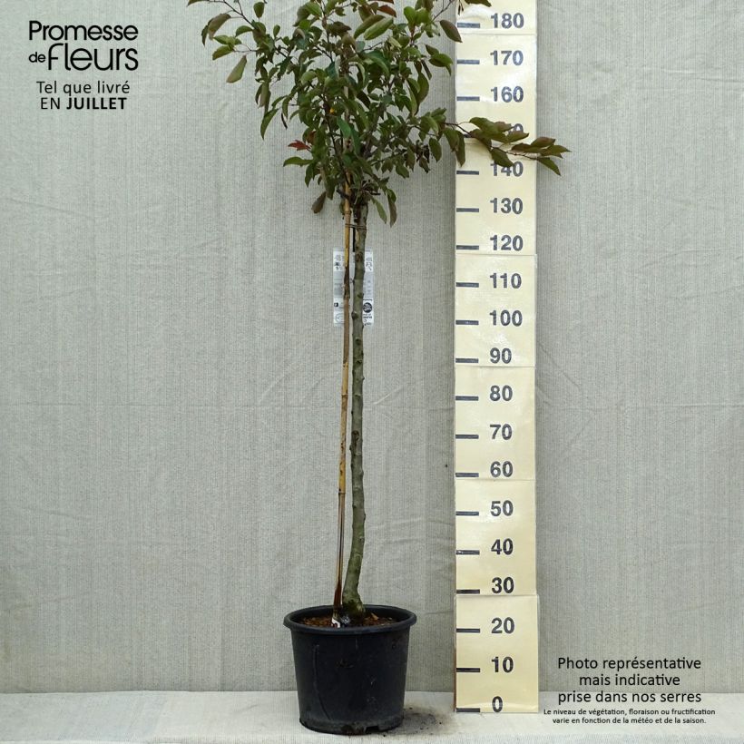 Malus Diable Rouge 7.5L/10L pot sample as delivered in summer