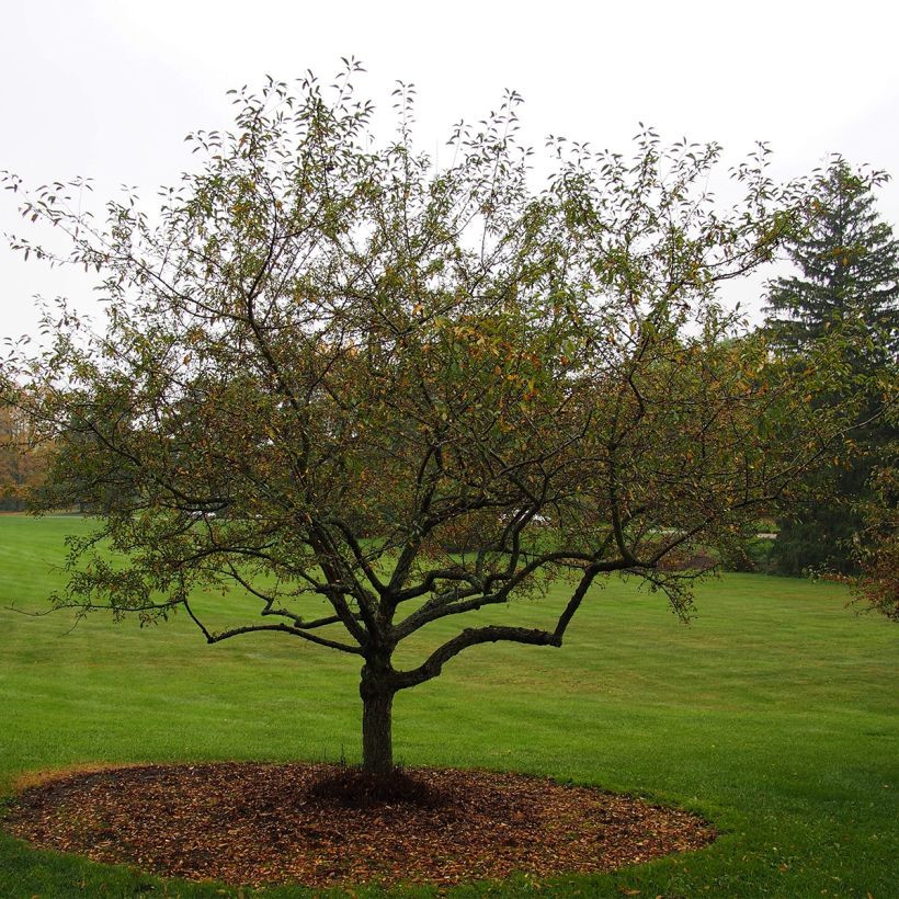 Malus Sugar Tyme - Crab Apple (Plant habit)