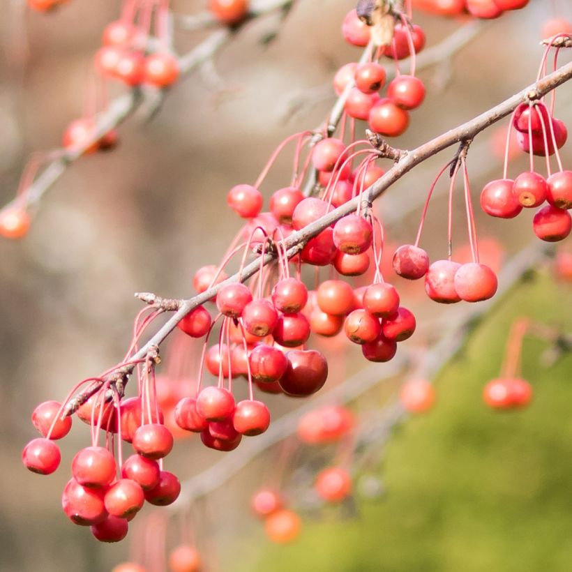 Malus Sugar Tyme - Crab Apple (Harvest)