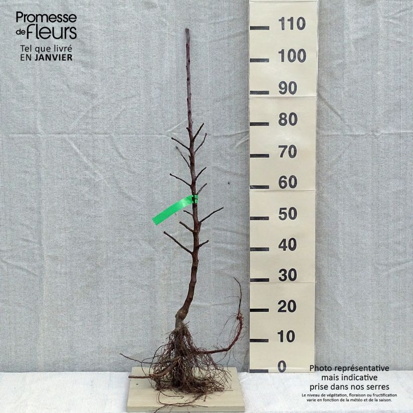 Apple Tree Belchard - Malus domestica Bare root, Scion sample as delivered in winter